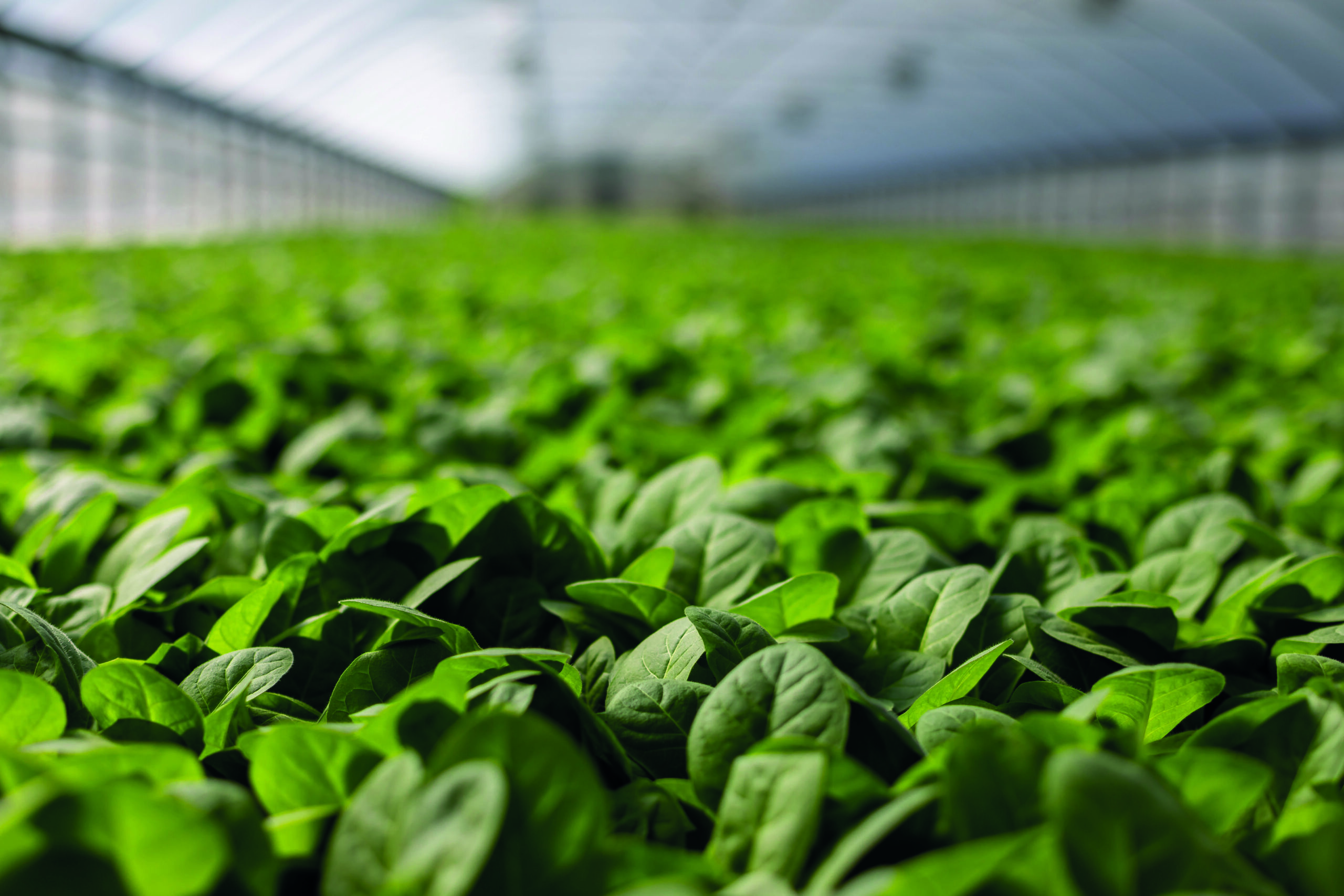 Rows of crops growing in a greenhouse